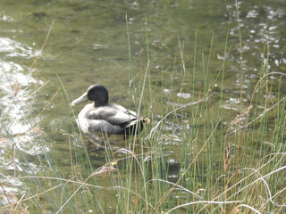 Duck  on the water in the strong sun