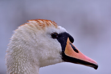 Close-up mute swan head (Cygnus Olor)