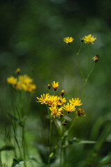 Tragopogon pratensis - goat's chin meadow, yellow flowers in the meadow with beautiful bokeh.