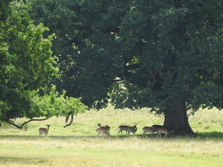 Obraz na płótnie Canvas A deer family under a large tree