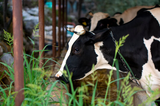 Happy dairy  cow -  Sock İmage