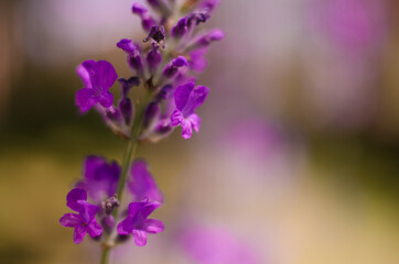 Fototapeta na wymiar Gentle purple lavender flowers grow on the field outdoors for a bouquet