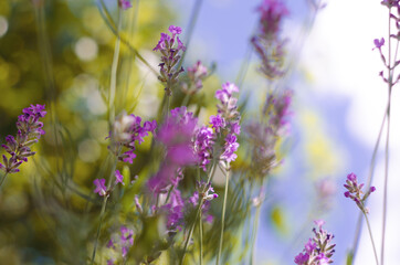 Gentle purple lavender flowers grow on the field outdoors for a bouquet