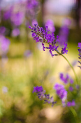 Gentle purple lavender flowers grow on the field outdoors for a bouquet