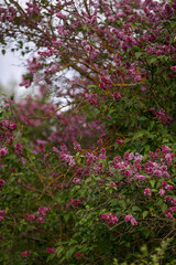 pink flowers in the garden