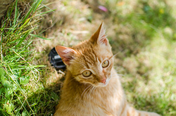 Funny little cat walking outdoors