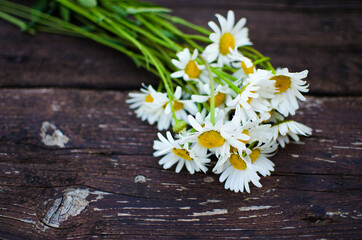 Obraz premium Beautiful fresh daisies bloom outdoors in the field
