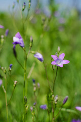 Camp&aacute;nula The name of the genus comes from the Latin word meaning "bell" and is associated with the shape of flowers.