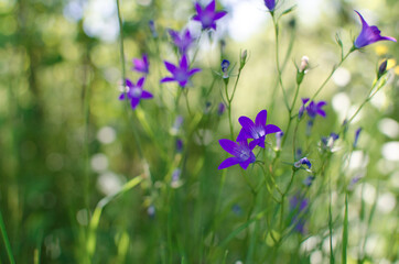 Campánula The name of the genus comes from the Latin word meaning 