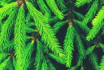 Green spiny branches of spruce or pine close up.