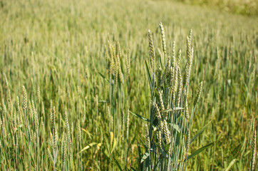 Spikelets of wheat growing outdoors, good harvest, very flour and bread