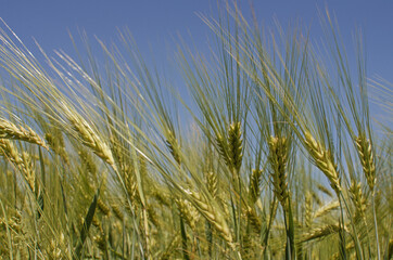 Obraz premium Spikelets of wheat growing outdoors, good harvest, very flour and bread