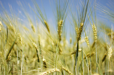 Spikelets of wheat growing outdoors, good harvest, very flour and bread
