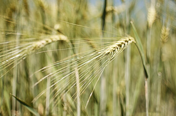 Spikelets of wheat growing outdoors, good harvest, very flour and bread