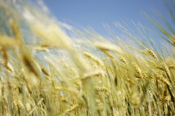 Spikelets of wheat growing outdoors, good harvest, very flour and bread