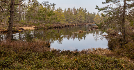 Landscape with old peat quarry and swamp plant vegetation. The marsh water reflects tiny pines, shrubs and cloudy skies.
