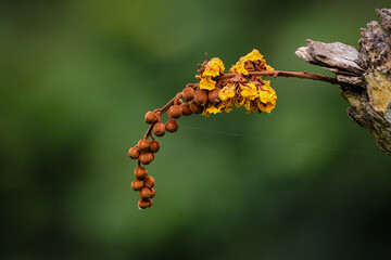 yellow flowers on a tree