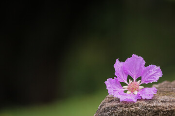 purple flower in the garden