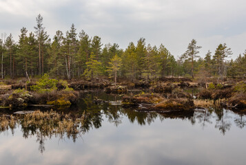 Landscape with old peat quarry and swamp plant vegetation. The marsh water reflects tiny pines, shrubs and cloudy skies.