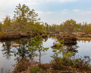 Landscape with old peat quarry and swamp plant vegetation. The marsh water reflects tiny pines, shrubs and cloudy skies.