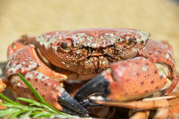 the sea creature is a crab with six legs and pincers