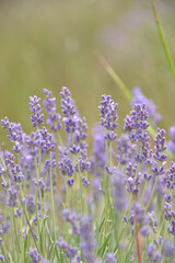 small beautiful purple flower lavender, growing in a field of small bushes