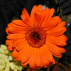 Macro shot of orange gerbera (Gerbera viridifolia) in the sun against a desaturated background.