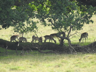 Roe deer family under the tree branches