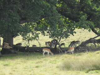 Roe deer family under the tree branches
