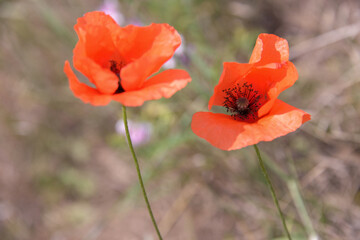 a beautiful red poppy with a black center grows on the side of the road