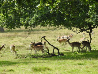 Roe deer family under the tree branches