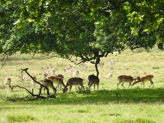 Naklejka na ściany i meble Roe deer family under the tree branches