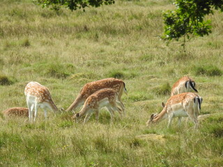 The deer are eating in the clearing
