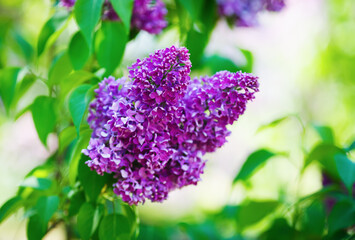 Purple lilac branch with green leaves in the garden. Shallow depth of field. Selective focus.
