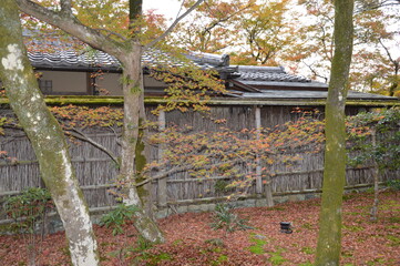 Fototapeta premium 紅葉の京都