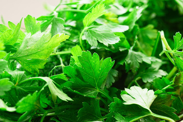healthy food - fresh parsley closeup as background