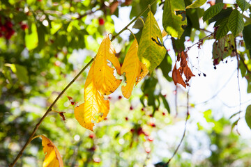 Leaves damaged by aphid. Branch with wrinkled leaves affected by black aphid.