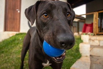 happy black dog having fun