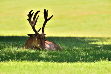 European Deer during summer time on the grass