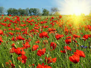 Fototapeta na wymiar Blooming red poppies field. Artificial bright sun flare