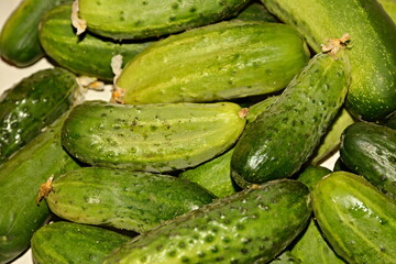 Lots of little green cucumbers