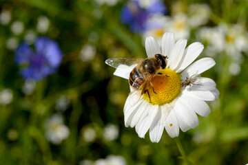 Obraz premium macro bee collects nectar from a oxeye daisy flower in the meadow 