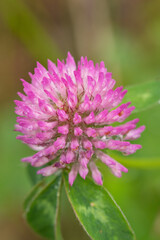 pink flower in the garden