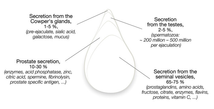 Semen components. Drop of sperm with percentage of secretions from testes, prostate, seminal vesicles and cowpers glands. Isolated vector illustration on white background.
