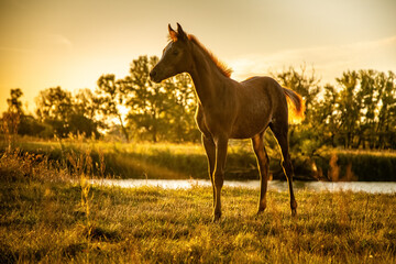 young brown foal stand on pasture while sundown exited with head up looking to side