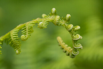 young fern leaf