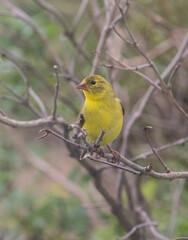 American goldfinch