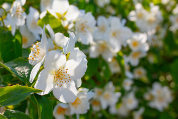 Blooming Philadelphus coronarius bush, false jasmine