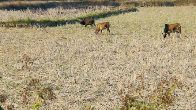 Zebu cattle grazing on stubble of the rice fields (stubble on harvested field). Laos.

