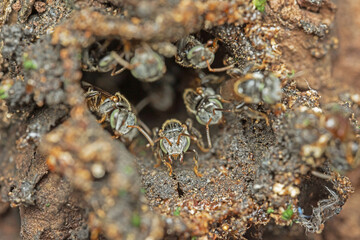 Close up macro Protagonist  or little bees on hive.